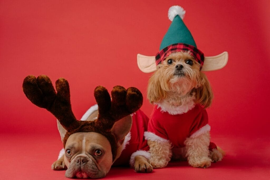 Is it safe to dress up your dog?