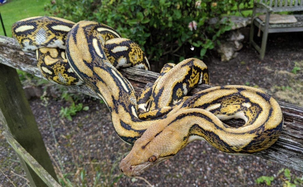 tigerreticulatedpython pet reticulated python