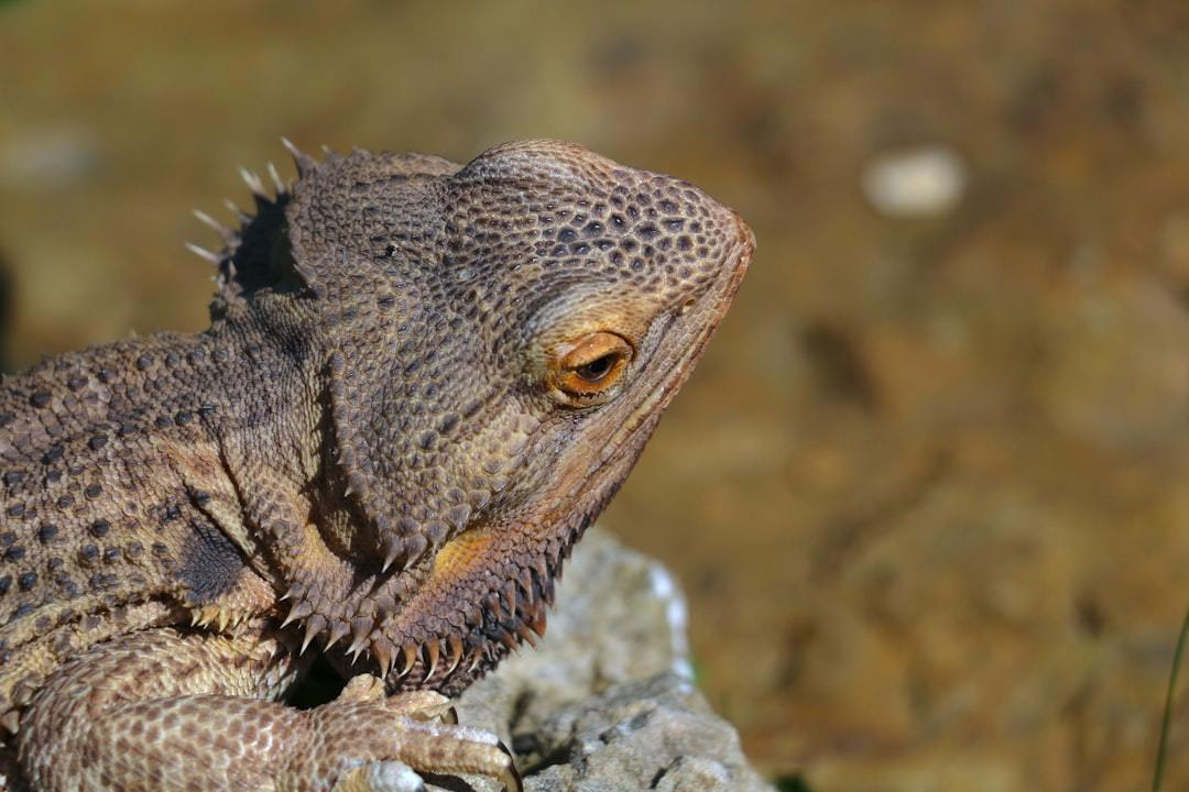 a lizard on a rock