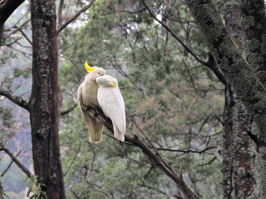 cockatoo breeding