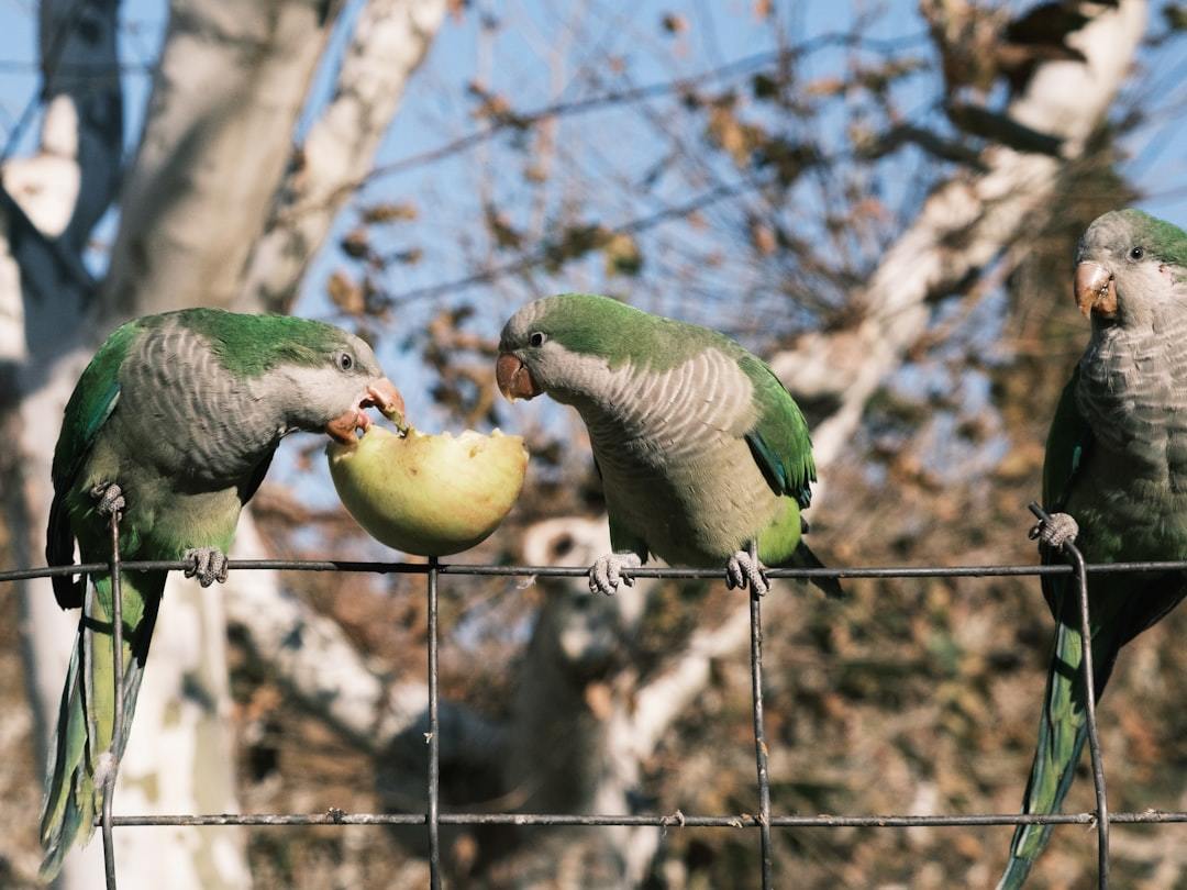 a group of birds eating fruit